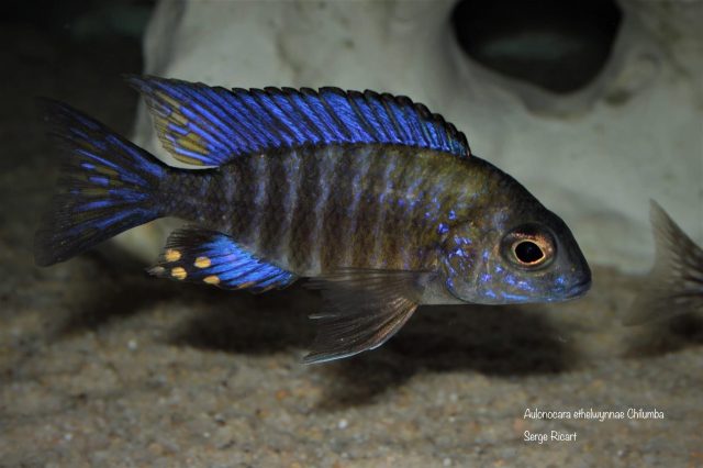 Aulonocara ethelwynnae Chitande Island (samec)