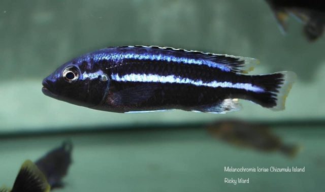 Melanochromis loriae