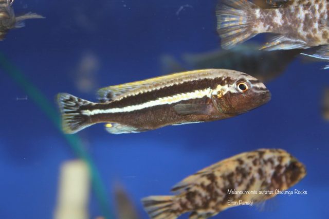Melanochromis auratus 