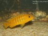 Pseudotropheus sp. 'ndumbi gold' (samice)