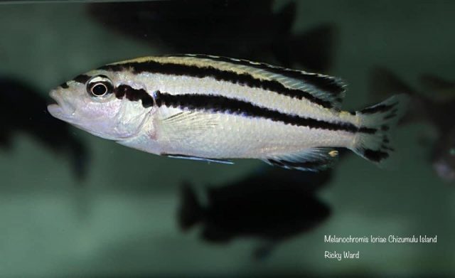 Melanochromis loriae Chizumulu Island