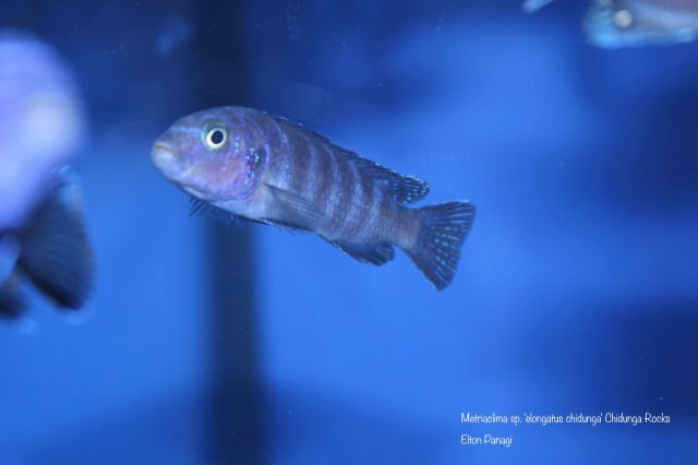 Metriaclima sp. 'elongatus chidunga' (samice)