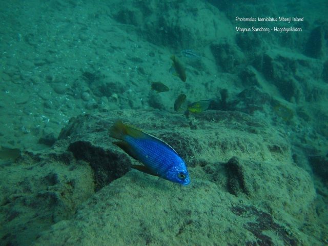 Protomelas taeniolatus Mbenji Island