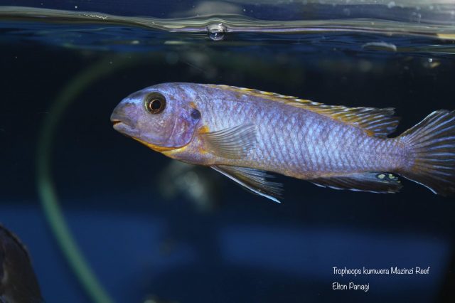 Tropheops kumwera Mazinzi Reef