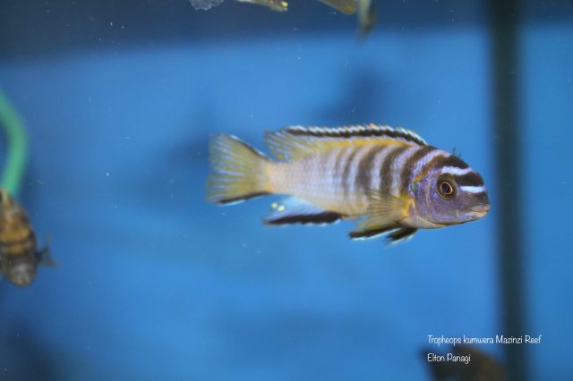 Tropheops kumwera Mazinzi Reef