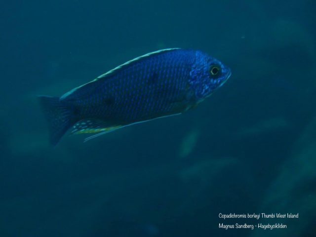 Copadichromis borleyi