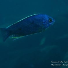 Copadichromis borleyi