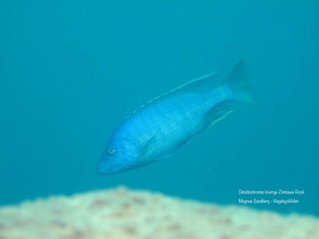 Dimidiochromis kiwinge Zimbawe Rocks