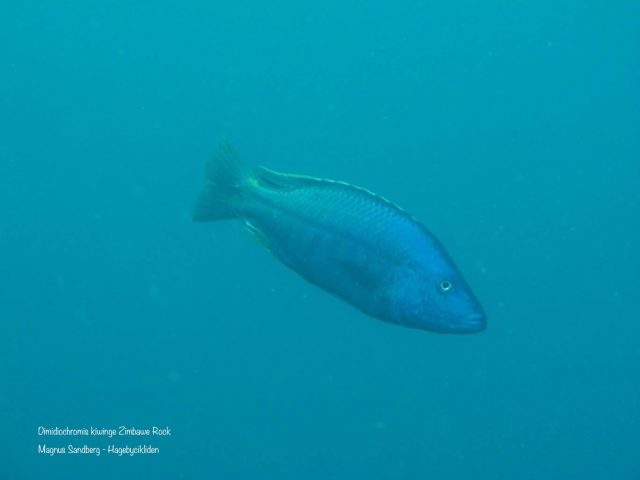 Dimidiochromis kiwinge