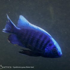 Copadichromis cyaneus