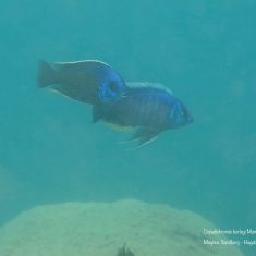 Copadichromis borleyi