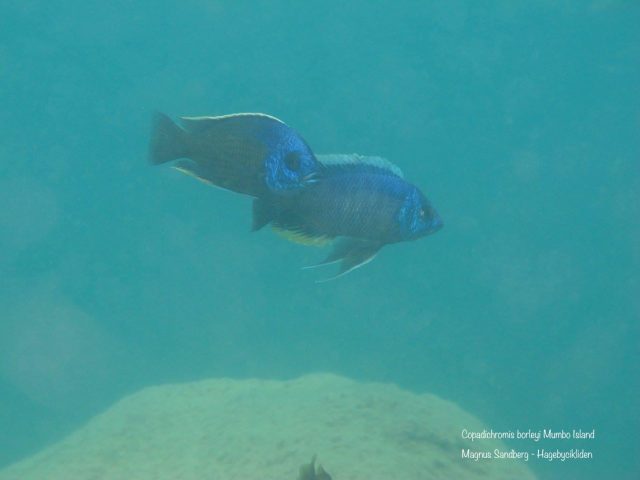 Copadichromis borleyi