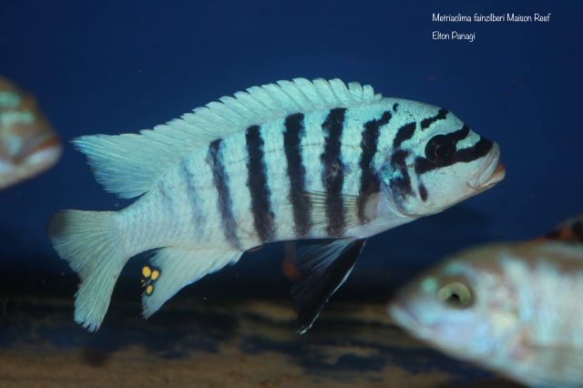 Metriaclima fainzilberi Maison Reef (samec)