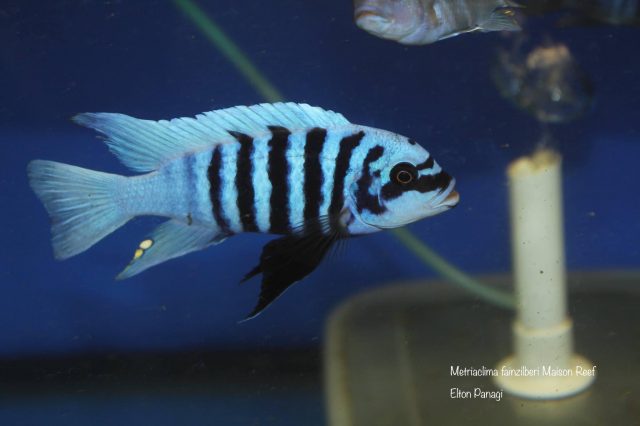 Metriaclima fainzilberi Maison Reef (samec)