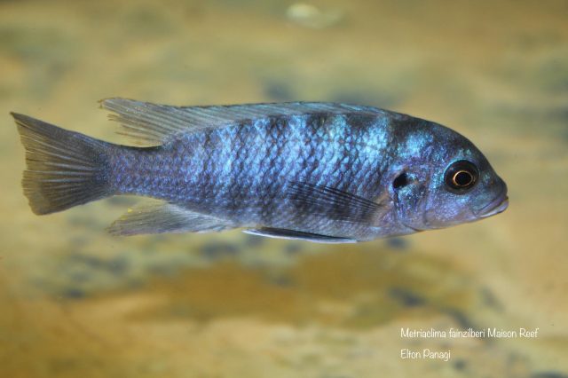 Metriaclima fainzilberi Maison Reef (samice)