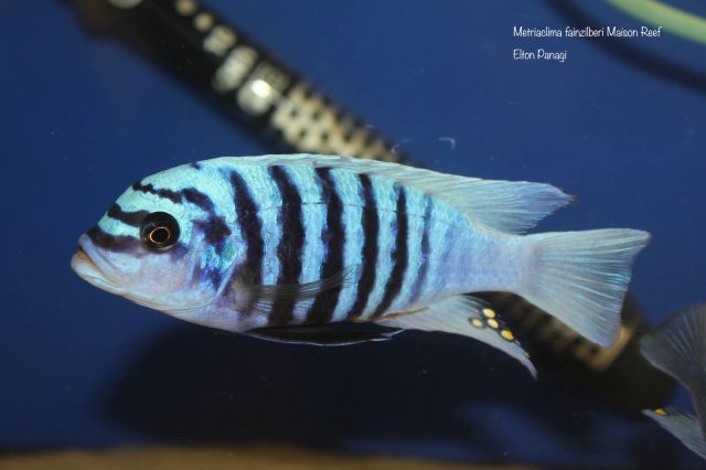 Metriaclima fainzilberi Maison Reef (samec)