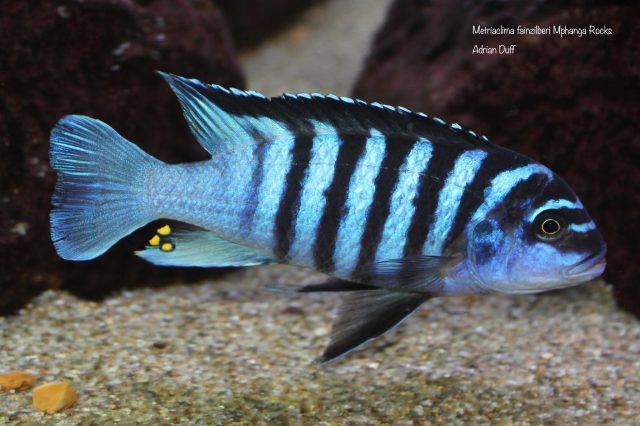 Metriaclima fainzilberi Mphanga Rocks