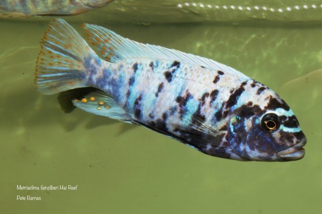 Metriaclima fainzilberi Hai Reef (MC samec)