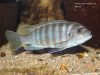 Metriaclima fainzilberi Mphanga Rocks (samice)