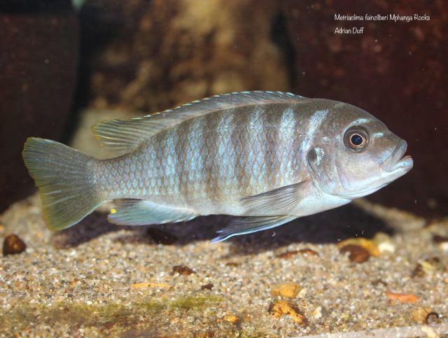 Metriaclima fainzilberi Mphanga Rocks (samice)
