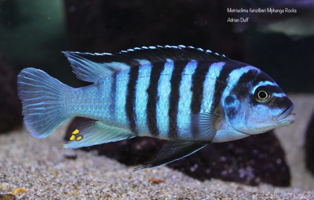 Metriaclima fainzilberi