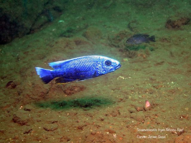 Sciaenochromis fryeri