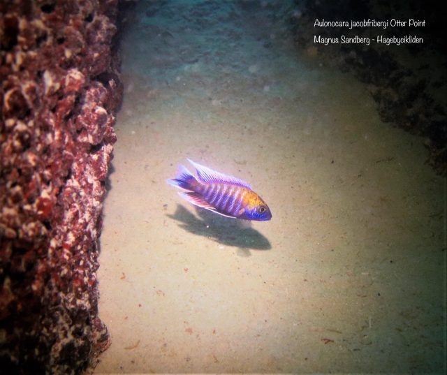 Aulonocara jacobfribergi Otter Point (samec)