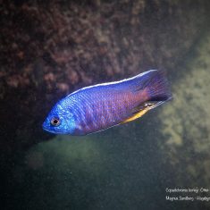 Copadichromis borleyi