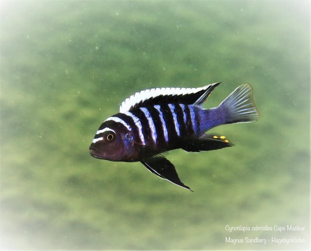 Cynotilapia zebroides