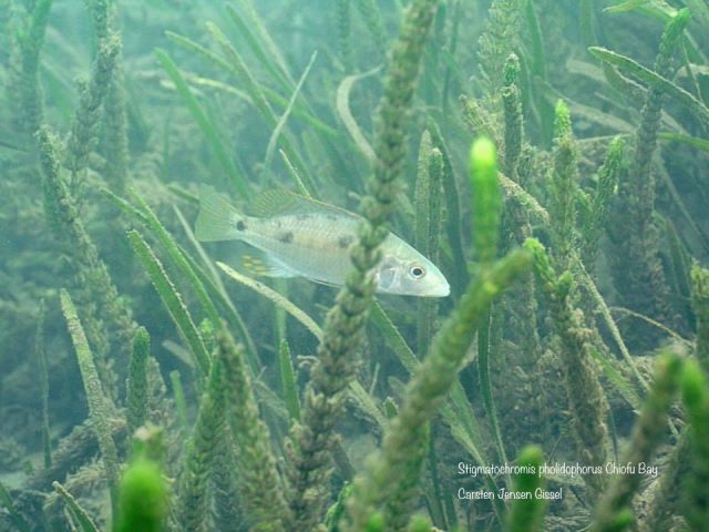 Stigmatochromis pholidophorus