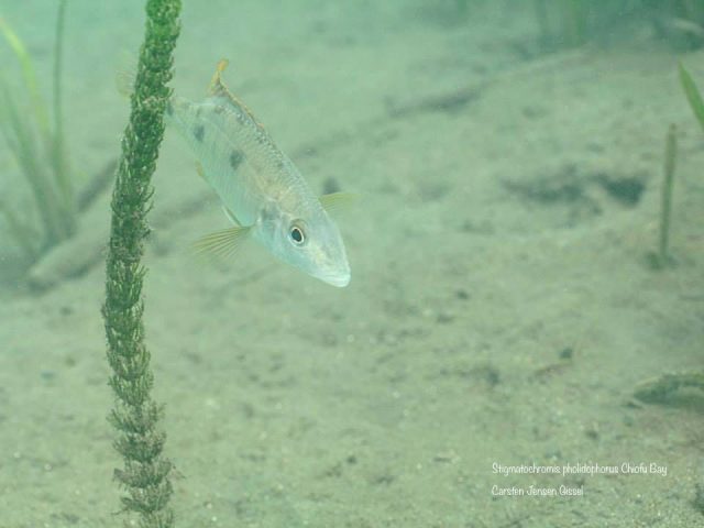 Stigmatochromis pholidophorus (samec)