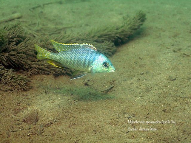 Mylochromis sphaerodon