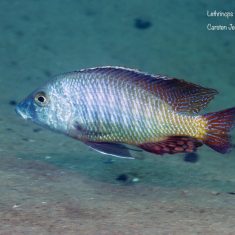 Lethrinops lethrinus