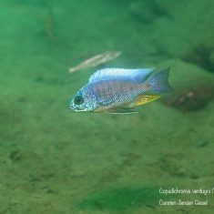 Copadichromis verduyni