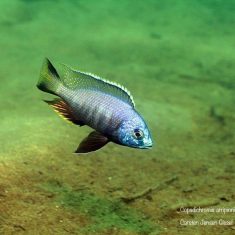 Copadichromis atripinnis