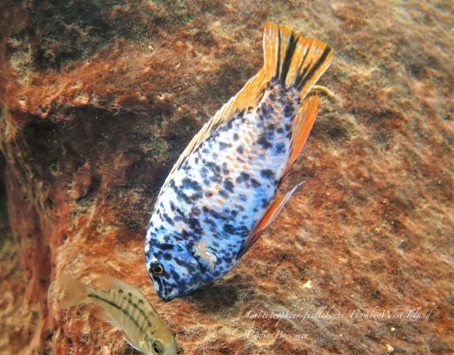 Labeotropheus artatorostris (MC samec)