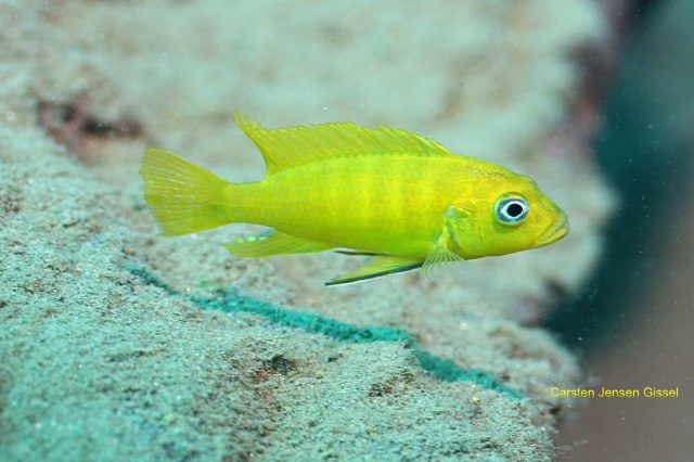 Cynotilapia sp. 'lion ntekete' Liwani (samec)