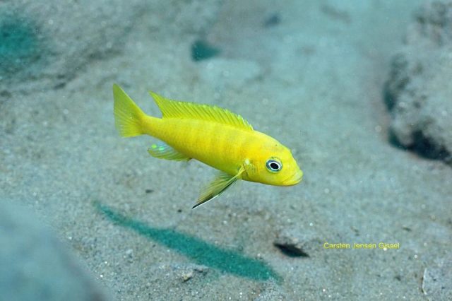 Cynotilapia sp. 'lion ntekete' Liwani (samec)