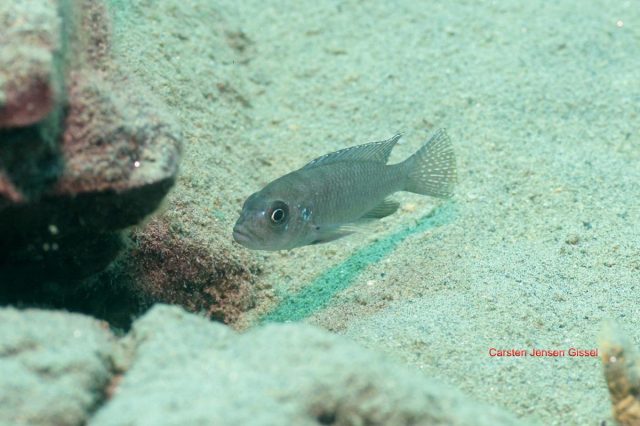 Cynotilapia sp. 'lion ntekete' Liwani (samice)