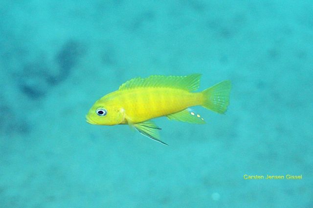 Cynotilapia sp. 'lion ntekete' Liwani (samec)