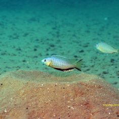 Nyassachromis microcephalus