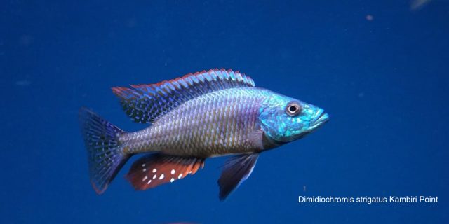 Dimidiochromis strigatus