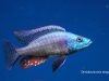 Dimidiochromis strigatus