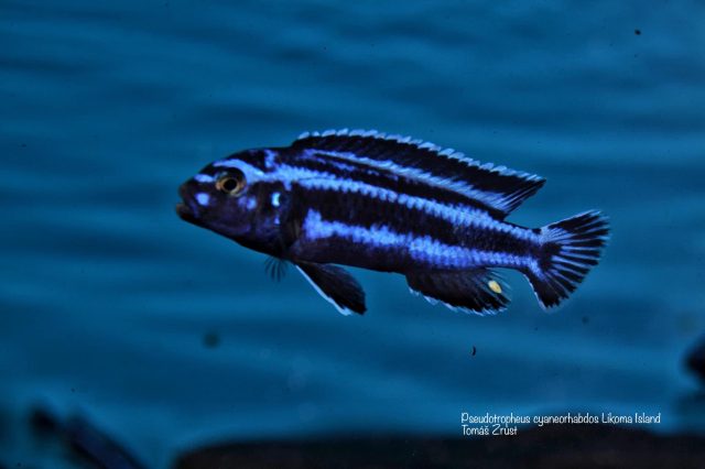 Pseudotropheus cyaneorhabdos Likoma Island