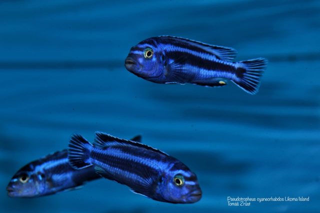 Pseudotropheus cyaneorhabdos Likoma Island