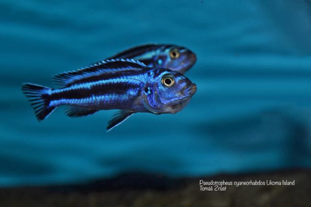 Pseudotropheus cyaneorhabdos Likoma Island (samice)