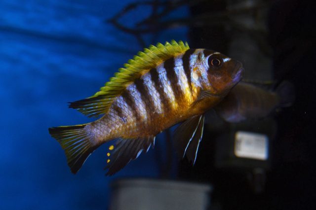 Metriaclima sp. 'red top gallireya' (samec)