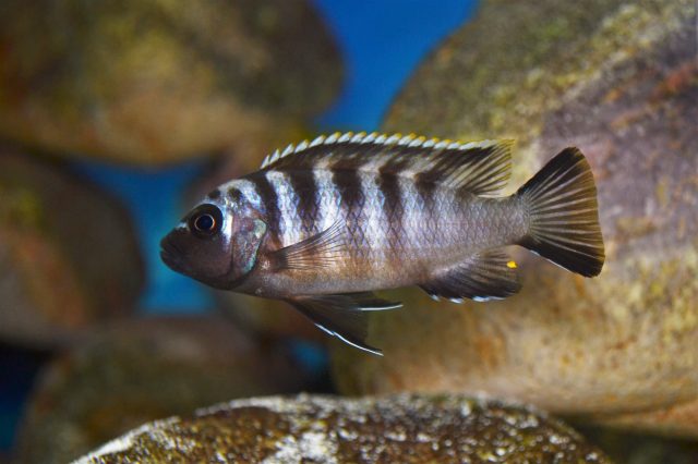 Metriaclima sp. 'red top gallireya' (samice)