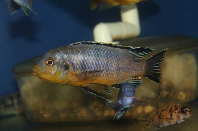 Petrotilapia genalutea Luwala Reef (samec)