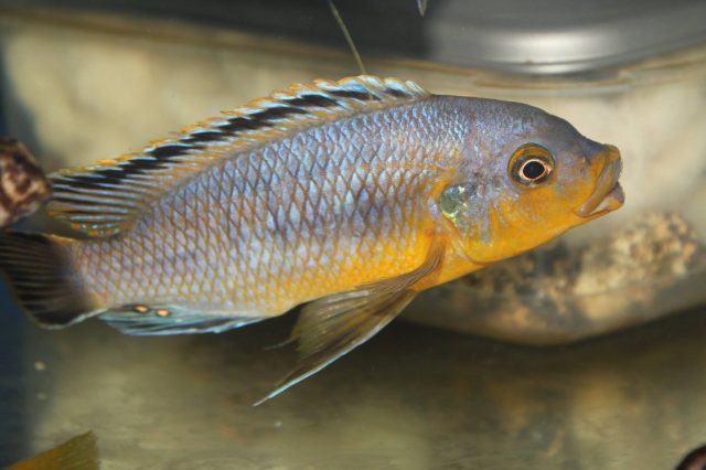 Petrotilapia genalutea